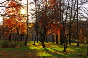 img 95212598378698859866398